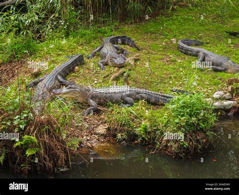 Alligator In The Louisiana Bayou Stock Photo Alamy
