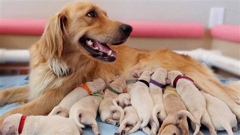 13 Newborn Golden Retriever Puppies Youtube