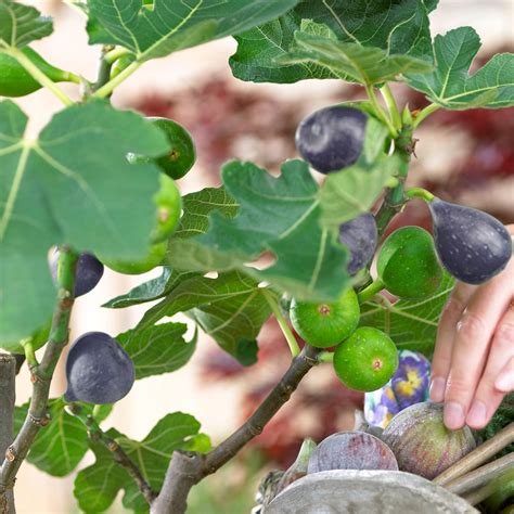 Check spelling or type a new query. 20-30cm Potted Ficus Brown Turkey | Premium Deciduous Fig ...