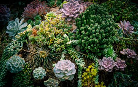 What Are The Best Succulents For Shade Leading Lifestyle