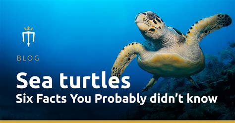 Interesting Sea Turtle Facts Master Liveaboards