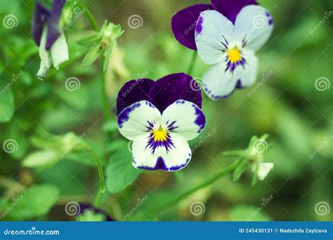 Flower Of Violas Tricolor Or Wild Pansy On A Branch Close Up Stock