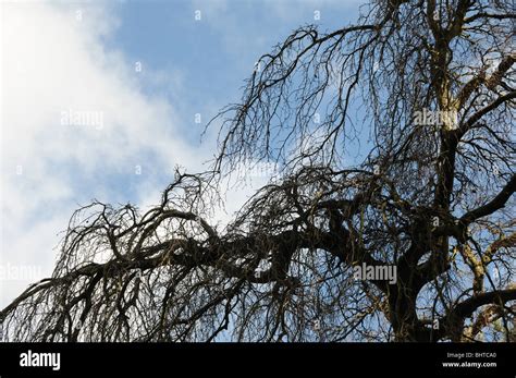 Weeping Beech Tree Hi Res Stock Photography And Images Alamy