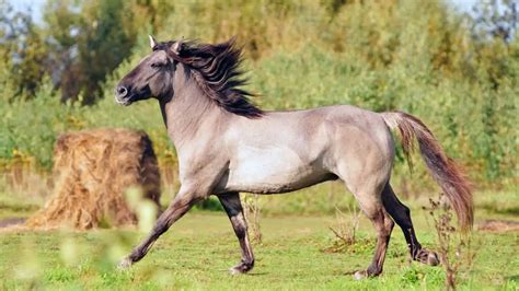 Bashkir Horse Facts And Information Breed Profile Ahf