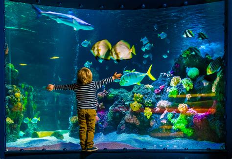 Explore Whats Inside Sea Life Birmingham Aquarium