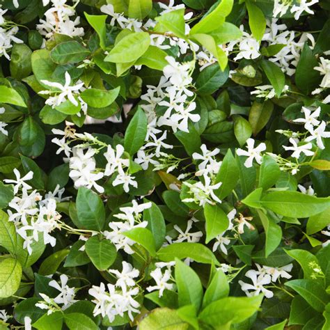 White Potted Jasmine Plant For Sale Jasmine Star Fragrant Easy To