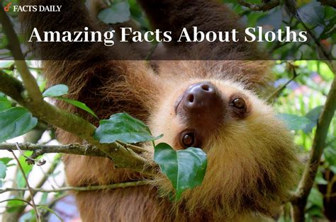 Sloth Facts That Are Simply Amazing Daily Facts