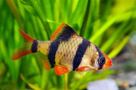 Tiger Barb Complete Care Guide Types Tank Mates And More Types Of