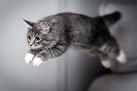 How High Can A Cat Jump Cat World