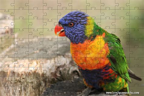 Parrot Jigsaw Puzzle Parrots Free Online Jigsaws