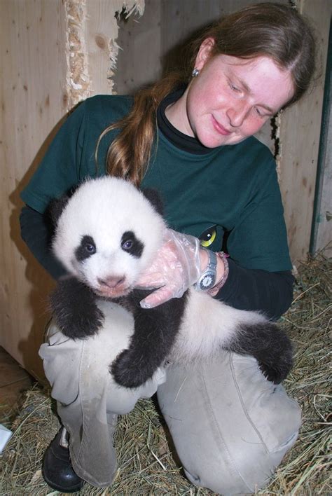 Austrias Newest Panda Baby Needs A Name Zooborns