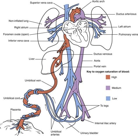 Umbilical Artery And Vein Anatomy