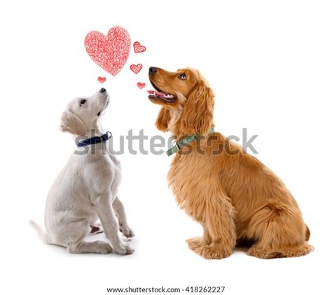 Two Dogs Together Isolated On White Stock Photo Edit Now 418262227
