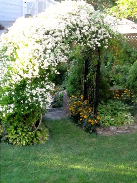 Plant database entry for sweet autumn clematis (clematis terniflora) with 104 images, 4 comments, and 37 data details. Appreciating Details and the Big Picture - FineGardening