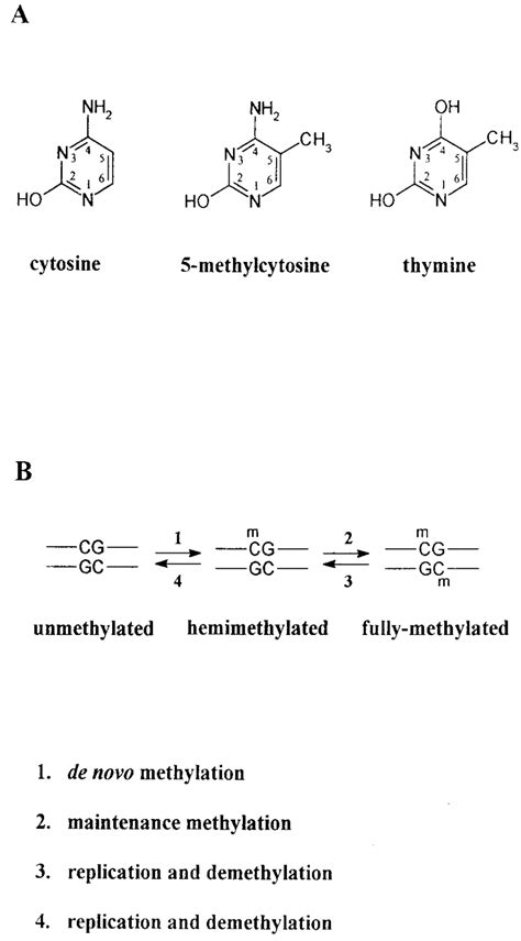 Methylation Of Cytosine Residues In The Mammalian Genome A Structure