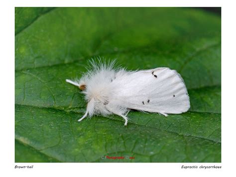 Brown Tail Moth Euproctis Chrysorrhoea My Garden 14 07 202 Niloc S