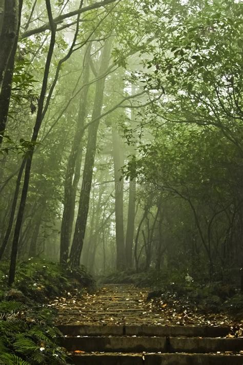 Path And Steps In A Misty Mystical Forest Stock Image Image Of