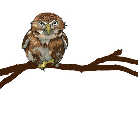 Owl Illustration Clipart Free Stock Photo Public Domain Pictures