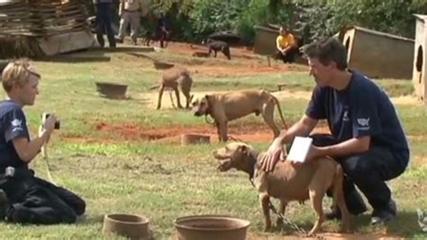 Alibaba.com offers 4,053 dog training ring products. Feds: Busted dogfighters earn spot in 'lowest places in ...