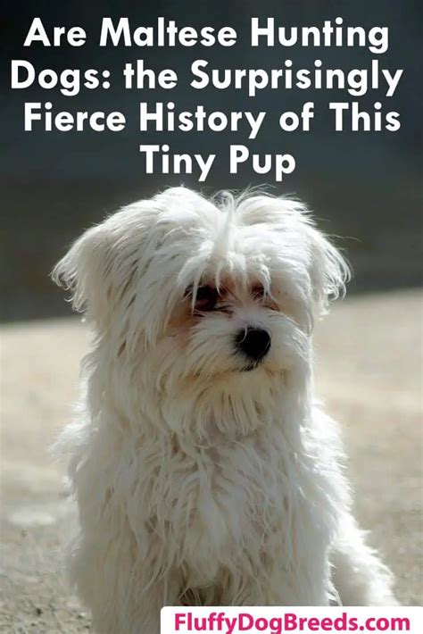 Are Maltese Hunting Dogs The Surprisingly Fierce History Of This Tiny