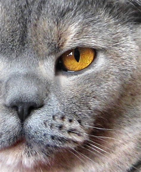 Close Up Profile Of British Shorthair Cat Stock Image Image Of Macro
