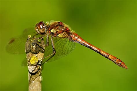 Common Darter By Georgiepoolie Ephotozine