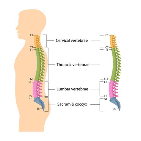 Regions Of The Spine