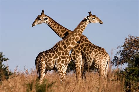 For Giraffes Blood Circulation Is A Tall Order