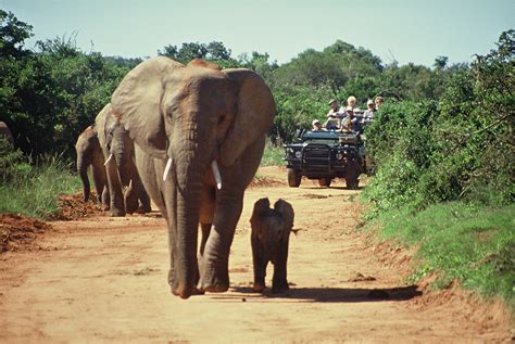 All Africa Safaris - Perfect way to find Your safari today