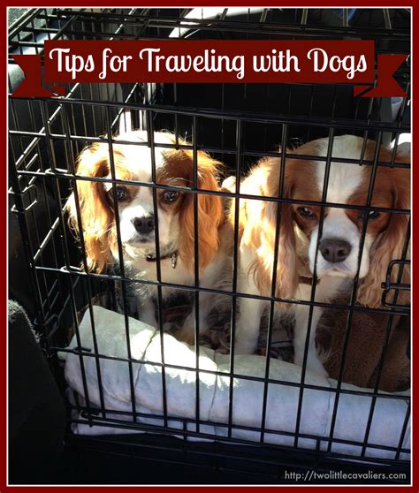 Tips For Traveling With Dogs