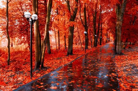 Autumn Landscape Red Autumn Trees And Fallen Autumn Leaves On The Wet