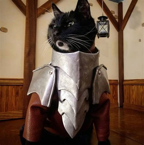 No Cat Is Complete Without A Set Of Battle Armor Cat Armor Cats Cat