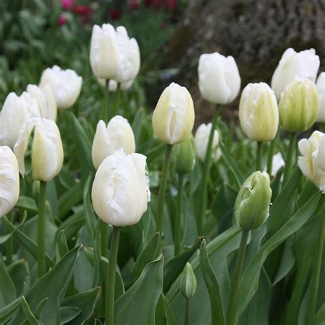 Paperwhites are small, trumpet shaped members of the narcissus family. Buy parrot tulip bulbs Tulipa 'White Parrot': Delivery by Waitrose Garden