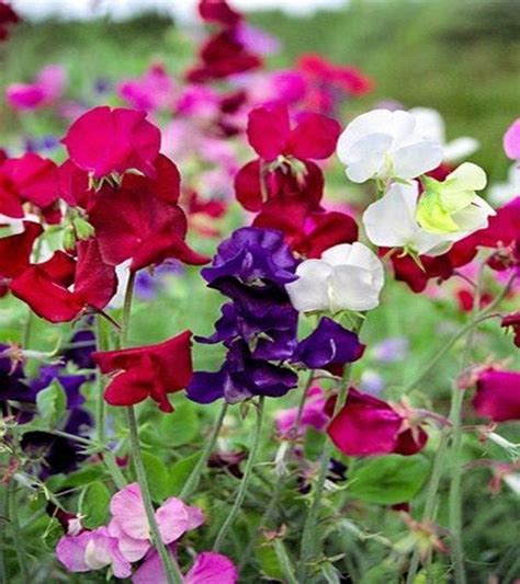 10 Best Fragrant Flowers To Scent Your Spring Garden