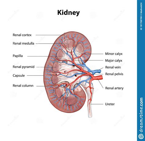 Human Kidney Cross Section Scientific Background Anatomy Urinary