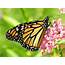 Eastern Monarch Numbers Up Significantly In 2018  2019 02 05 Agri Pulse