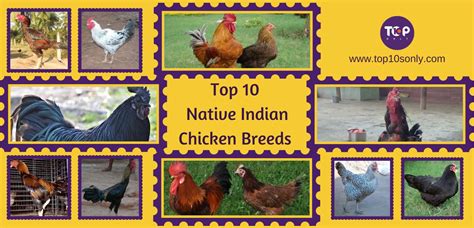 Top 10 Best Native Indian Chicken Breeds Top 10s Only 2024