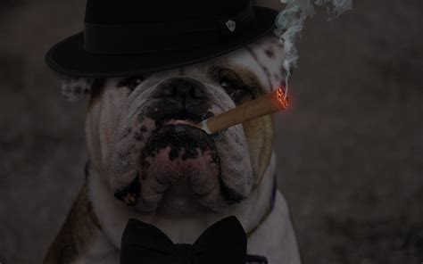 Mafia Bulldog By Baianoart On Deviantart