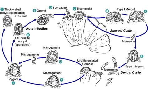 Two species are responsible for most human infections infection with cryptosporidium spp. Cryptosporidiosis - Life Cycle