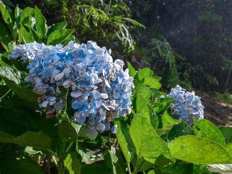 Blue Flowers In The Forest Stock Image Image Of Surprise 108677415