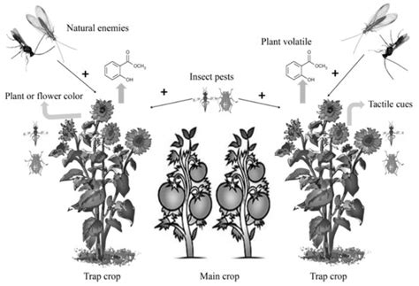 Like trap crops, these are plants that are more attractive to the pest than the commercial crop, but in this case the aim is to provide a site where both pests and their natural controls can build up, the latter dispersing to the crop and providing effective control. Insects | Free Full-Text | Application of Trap Cropping as ...