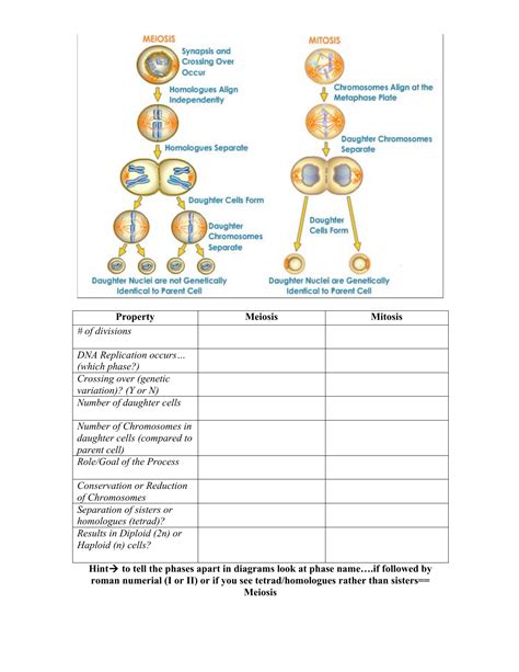 Mitosis And Meiosis Worksheet Answers