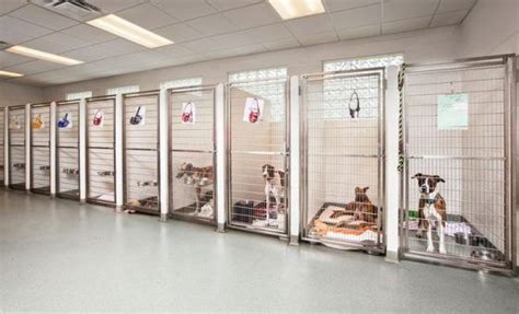 30 Best Indoor Dog Kennel Ideas The Paws Dog Boarding Facility Dog