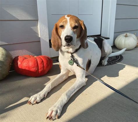 10 Fun Facts About Treeing Walker Coonhounds