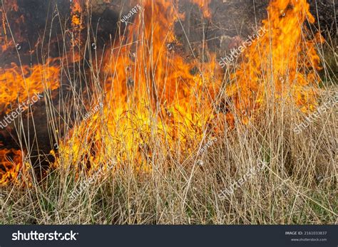 Burning Old Dry Grass Tongues Red Stock Photo 2161033837 Shutterstock