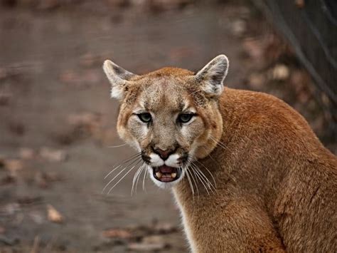 Cougar Possibly Spotted In Twin Cities Suburb Richfield Mn Patch