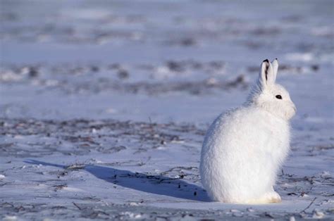 13 Incredible Arctic Animals