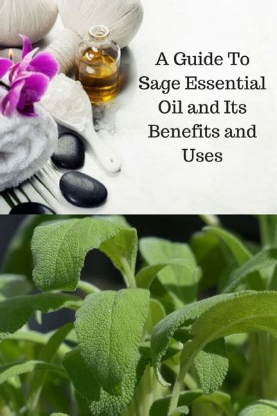 Sage Essential Oil Benefits And Uses In Aromatherapy