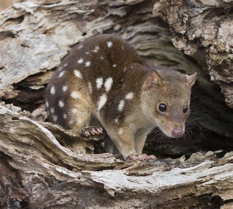 Spotted Tail Quoll Profile Traits Facts Habitat Size Mammal Age