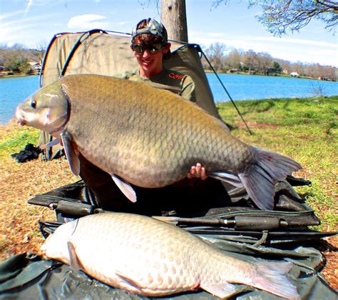 Check spelling or type a new query. Carp Species - CatsandCarp.com